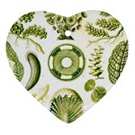 Algae Green Algae Chlorophyceae Heart Ornament (Two Sides) Back