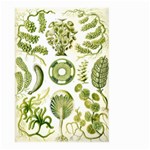 Algae Green Algae Chlorophyceae Large Garden Flag (Two Sides) Back