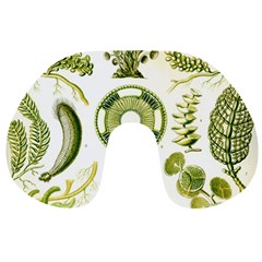 Algae Green Algae Chlorophyceae Travel Neck Pillow by Pakjumat