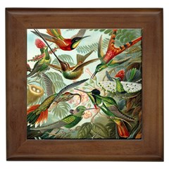 Humming Birds Trochilidae Framed Tile by Pakjumat