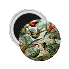 Humming Birds Trochilidae 2 25  Magnets by Pakjumat