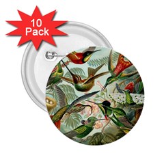 Humming Birds Trochilidae 2 25  Buttons (10 Pack)  by Pakjumat