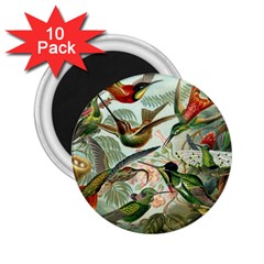 Humming Birds Trochilidae 2 25  Magnets (10 Pack)  by Pakjumat