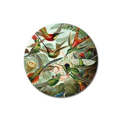 Humming Birds Trochilidae Magnet 3  (round) by Pakjumat