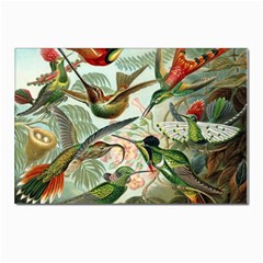 Humming Birds Trochilidae Postcard 4 x 6  (pkg Of 10) by Pakjumat