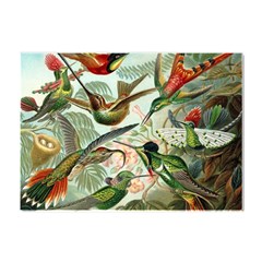 Humming Birds Trochilidae Crystal Sticker (a4) by Pakjumat