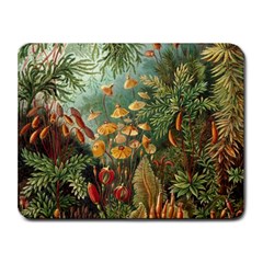 Moose Eurhynchium Haeckel Muscinae Small Mousepad