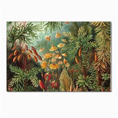 Moose Eurhynchium Haeckel Muscinae Postcard 4 x 6  (Pkg of 10)