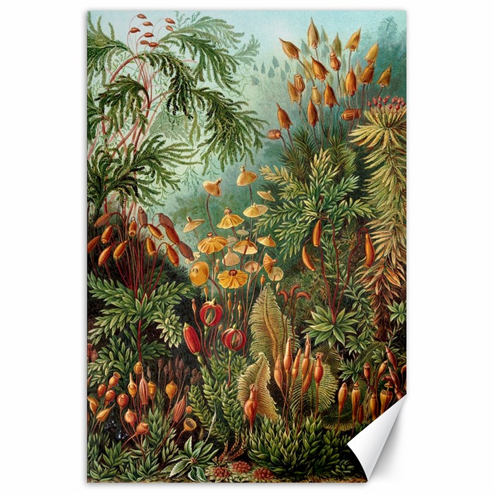 Moose Eurhynchium Haeckel Muscinae Canvas 20  x 30 