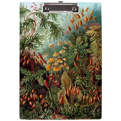 Moose Eurhynchium Haeckel Muscinae A4 Acrylic Clipboard