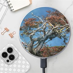 Botanical Wonders Of Argentina  Wireless Fast Charger(white) by dflcprintsclothing