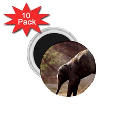 Baby Elephant Watering Hole 1 75  Magnets (10 Pack)  by Sarkoni