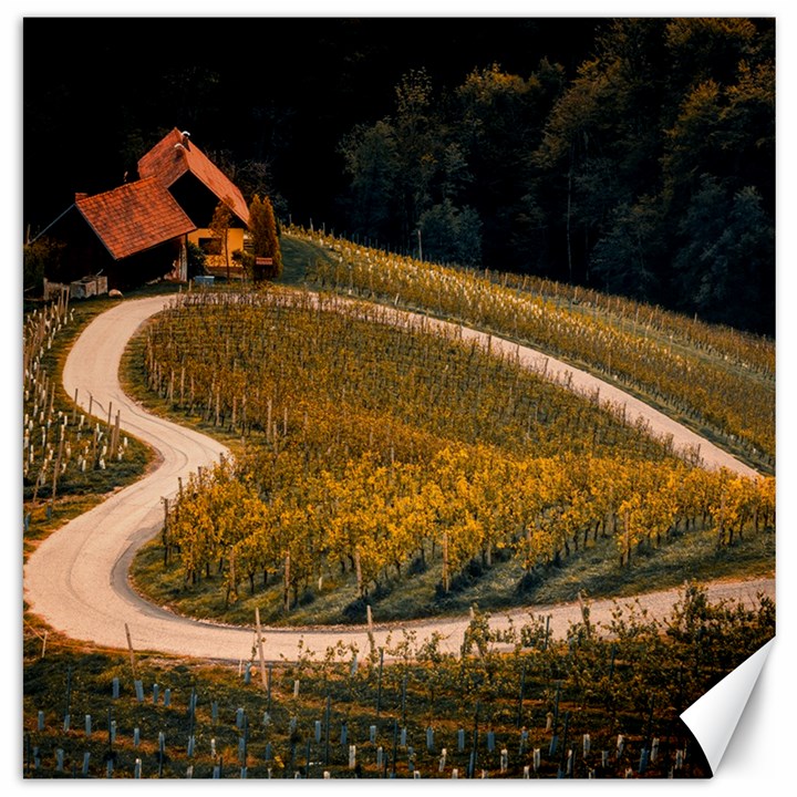 Vineyard Agriculture Farm Autumn Canvas 20  x 20 