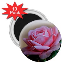 Rose Pink Flowers Pink Saturday 2 25  Magnets (10 Pack)  by Amaryn4rt