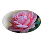 Rose Pink Flowers Pink Saturday Oval Magnet Front