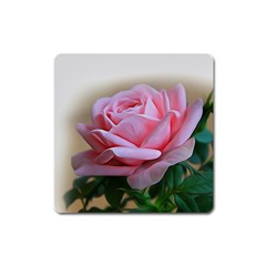 Rose Pink Flowers Pink Saturday Square Magnet by Amaryn4rt