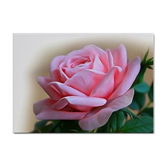 Rose Pink Flowers Pink Saturday Sticker A4 (10 Pack) by Amaryn4rt