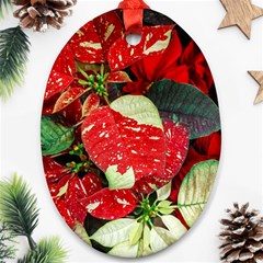 Poinsettia Christmas Star Plant Ornament (oval) by Sarkoni