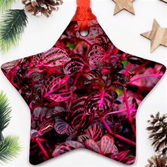 Red Leaves Plant Nature Leaves Ornament (star)