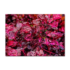 Red Leaves Plant Nature Leaves Sticker A4 (100 Pack) by Sarkoni