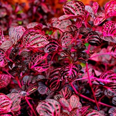 Red Leaves Plant Nature Leaves Play Mat (square) by Sarkoni