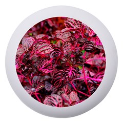 Red Leaves Plant Nature Leaves Dento Box With Mirror