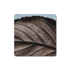 Leaf Veins Nerves Macro Closeup Square Magnet by Amaryn4rt