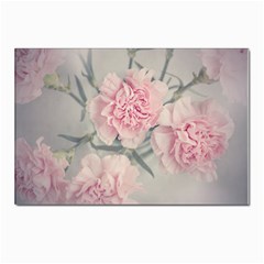 Cloves Flowers Pink Carnation Pink Postcard 4 x 6  (pkg Of 10) by Amaryn4rt