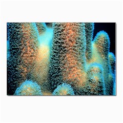 Photo Coral Great Scleractinia Postcard 4 x 6  (pkg Of 10) by Pakjumat