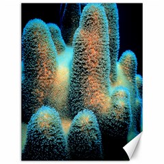 Photo Coral Great Scleractinia Canvas 12  X 16  by Pakjumat