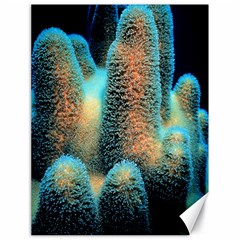 Photo Coral Great Scleractinia Canvas 18  X 24  by Pakjumat