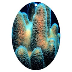 Photo Coral Great Scleractinia Uv Print Acrylic Ornament Oval