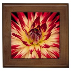 Bloom Blossom Close Up Flora Framed Tile by Amaryn4rt