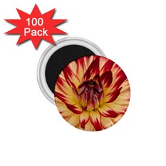 Bloom Blossom Close Up Flora 1 75  Magnets (100 Pack)  by Amaryn4rt