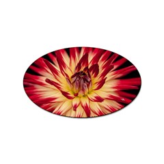 Bloom Blossom Close Up Flora Sticker Oval (10 Pack) by Amaryn4rt