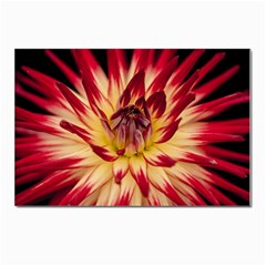 Bloom Blossom Close Up Flora Postcard 4 x 6  (pkg Of 10) by Amaryn4rt