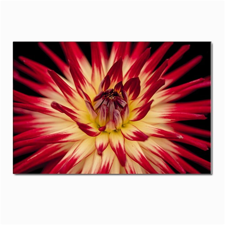 Bloom Blossom Close Up Flora Postcard 4 x 6  (Pkg of 10)