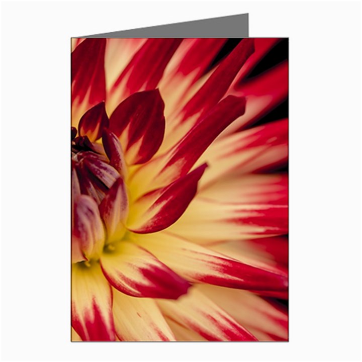 Bloom Blossom Close Up Flora Greeting Cards (Pkg of 8)