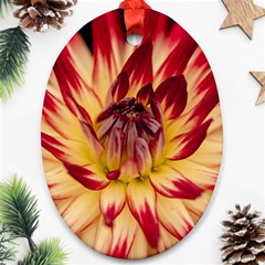 Bloom Blossom Close Up Flora Oval Ornament (two Sides) by Amaryn4rt