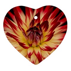 Bloom Blossom Close Up Flora Heart Ornament (two Sides)