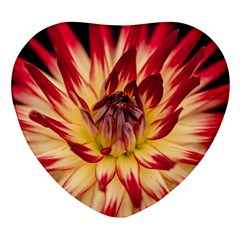 Bloom Blossom Close Up Flora Heart Glass Fridge Magnet (4 Pack) by Amaryn4rt