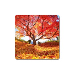 Beautiful Tree Flowers Square Magnet by 1212