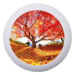 Beautiful Tree Flowers Dento Box With Mirror by 1212