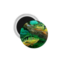 Peacock Bass Fishing 1 75  Magnets by Sarkoni