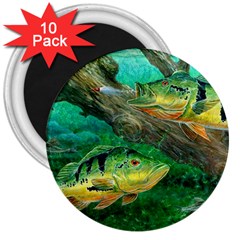 Peacock Bass Fishing 3  Magnets (10 Pack)  by Sarkoni