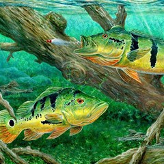 Peacock Bass Fishing Play Mat (rectangle) by Sarkoni