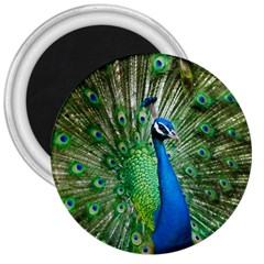 Peafowl Peacock 3  Magnets by Sarkoni