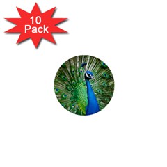 Peafowl Peacock 1  Mini Buttons (10 Pack)  by Sarkoni