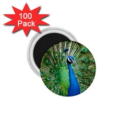 Peafowl Peacock 1 75  Magnets (100 Pack)  by Sarkoni