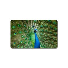 Peafowl Peacock Magnet (name Card) by Sarkoni